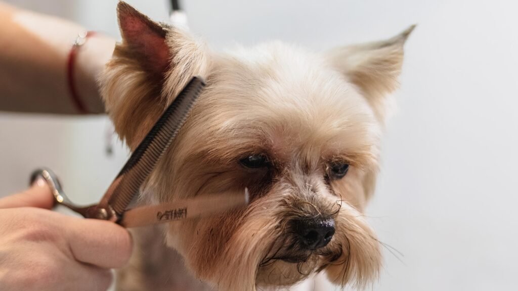 mobile dog grooming south east london